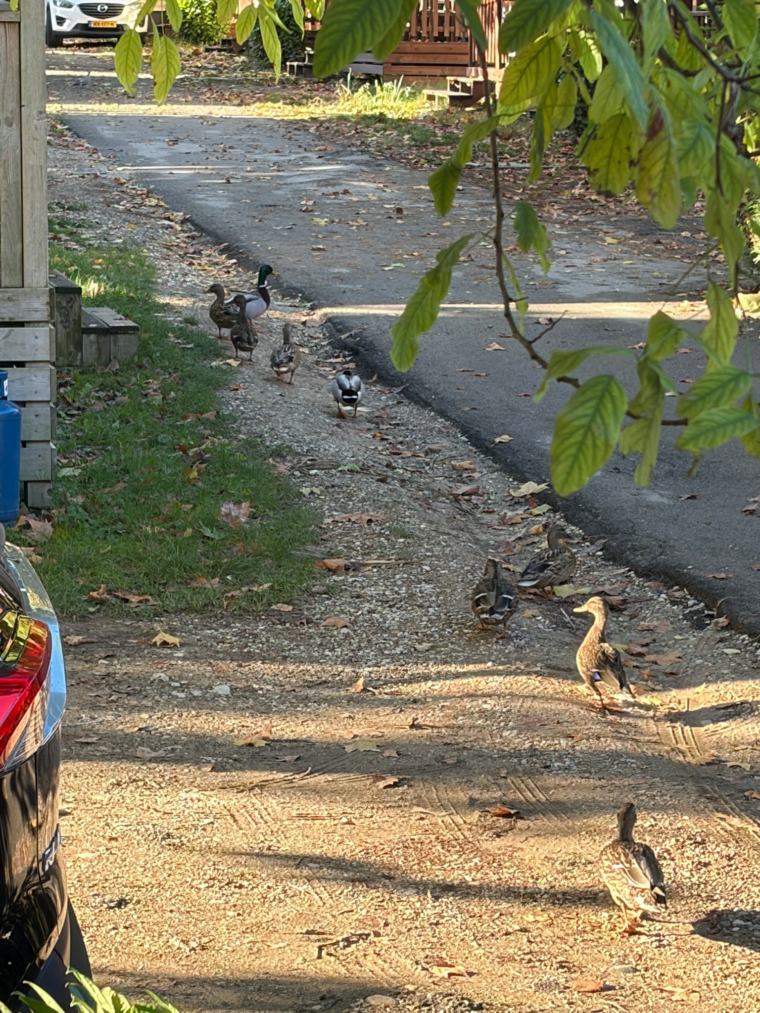 Enten